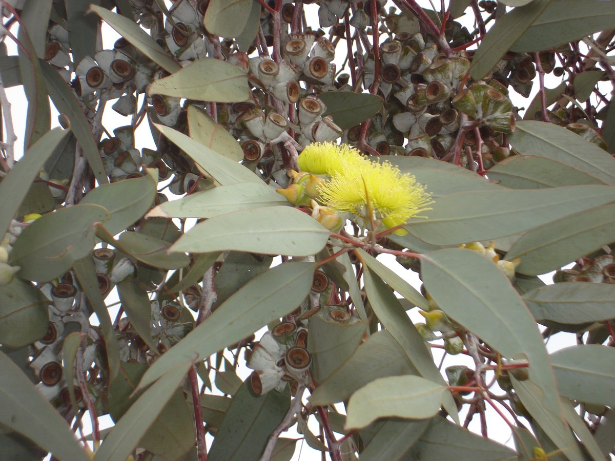 Eucalyptus woodwardii